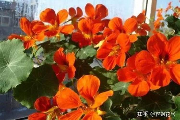 萝卜叶面肥用磷酸二氢钾好还是硫酸钾好