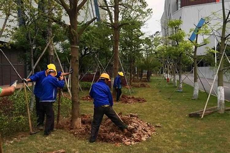 冬天需要不需要给花喷点叶面肥