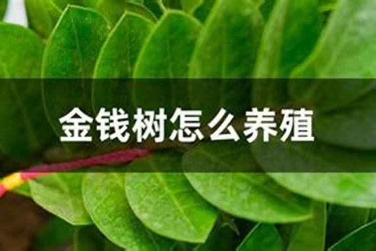 冬季金钱树施什么肥