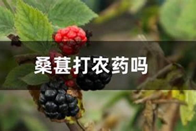桑葚用什么肥料产量高？如何有效促进桑葚膨大？