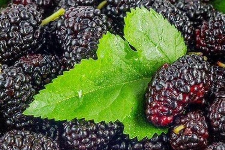 桑葚的营养价值高,提高产量的技术要点有哪些？