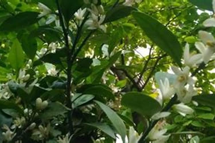 柚子开花期怎样施肥 柚子树开花如何管理