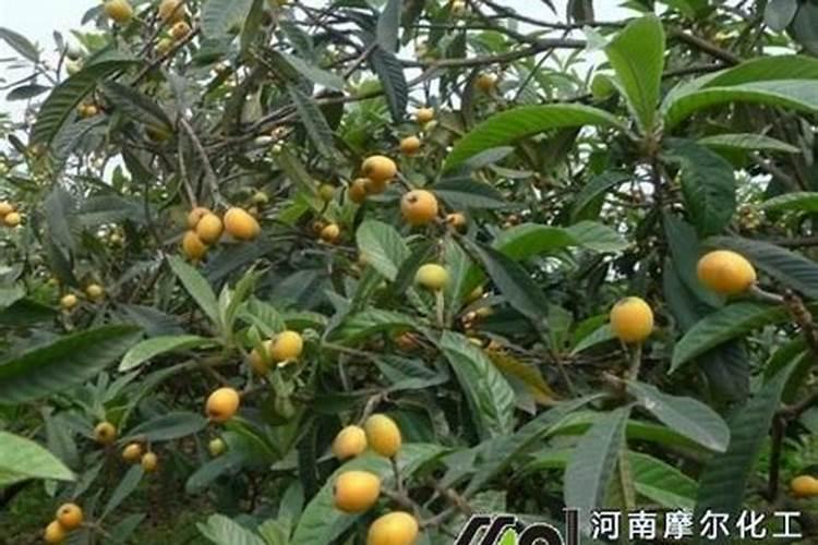 果树叶面肥喷施时间 叶面肥喷洒技巧