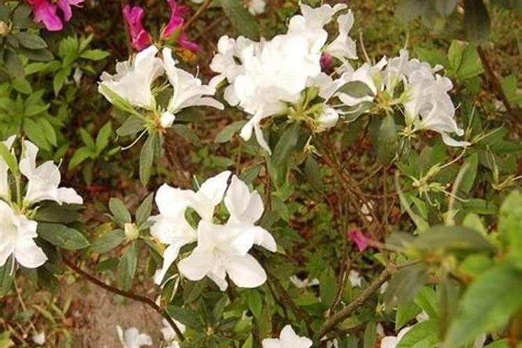 杜鹃花应该施什么肥杜鹃花应该什么时候施肥？