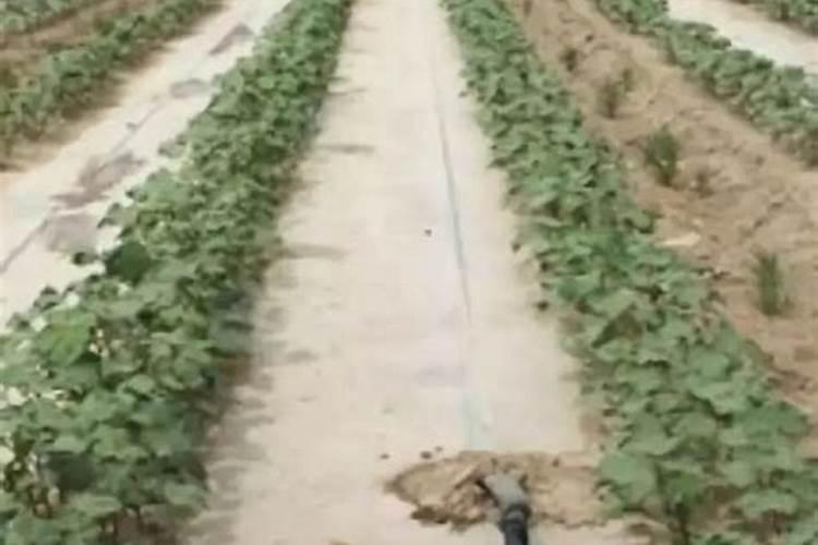 种棉花需要氮磷钾的比例是多少