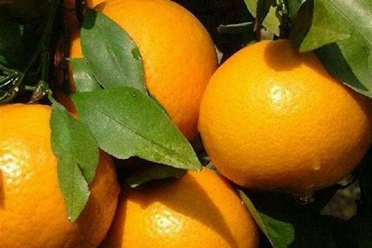 想要让香瓜种的又大又甜,种植的时候要注意什么？