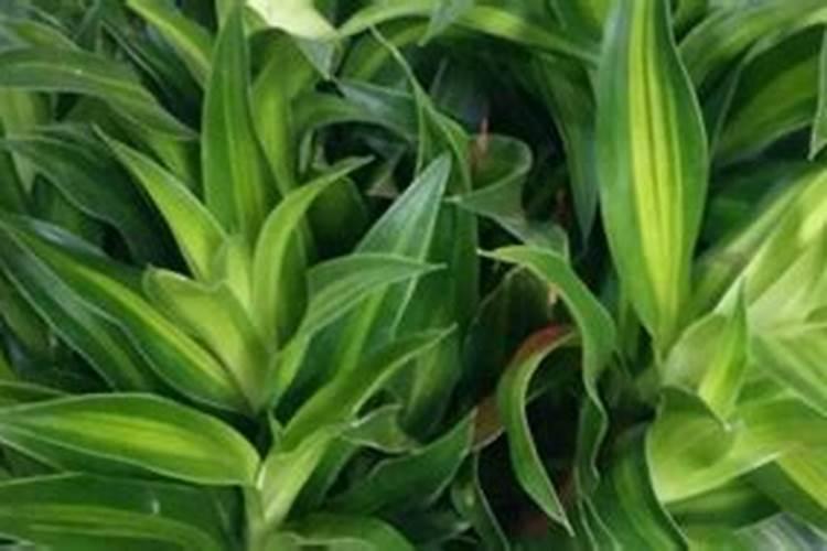 百合竹跟观音竹是一样的吗？