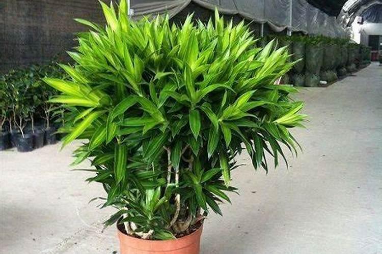 耐阴耐干旱的金边百合竹,养护简单,容易繁殖