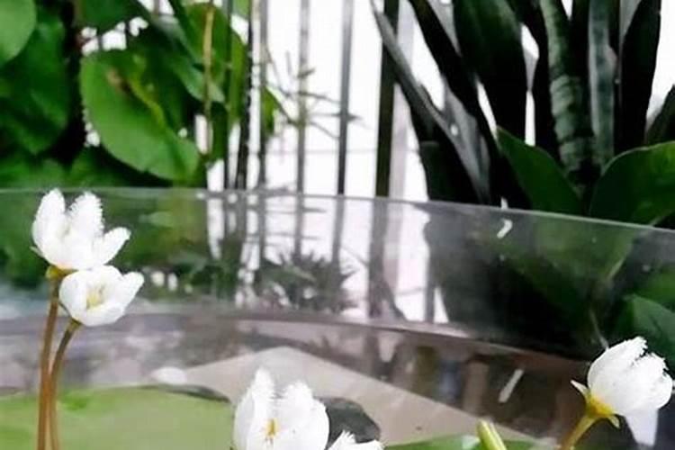 玫瑰海棠能长期放室内吗