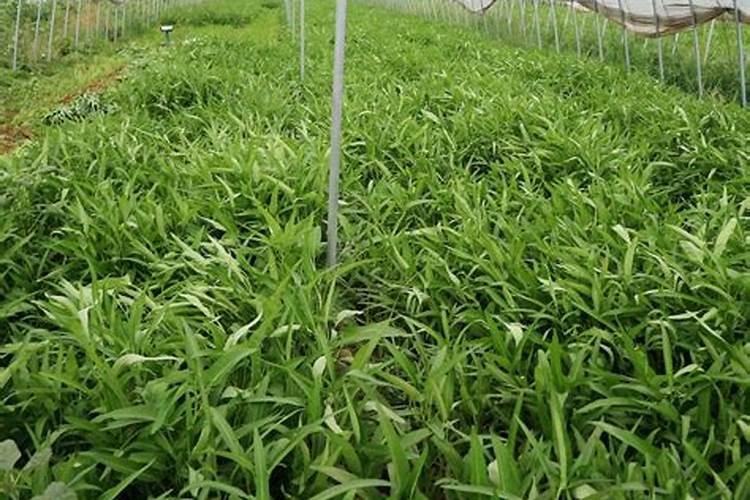 种小番茄和草莓什么时候施肥最好？(在线等)
