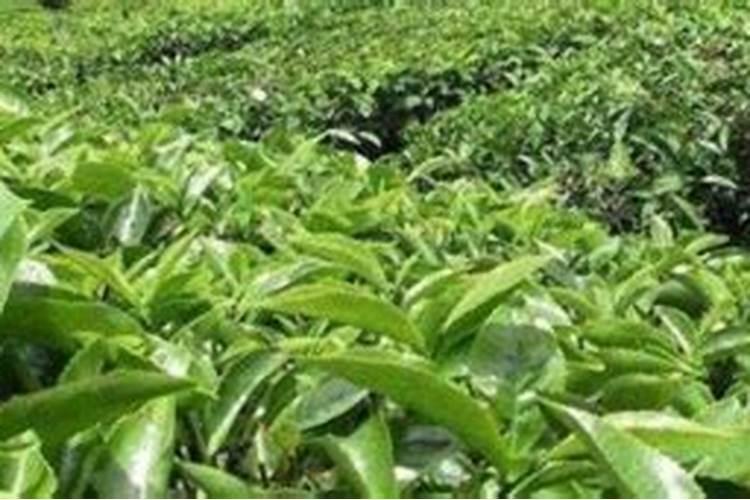 劲驼复合肥80斤价格