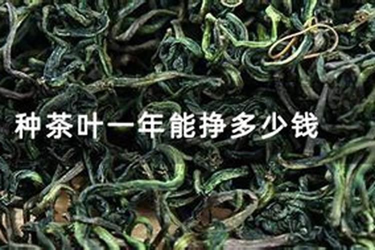 茶叶用什么肥料好