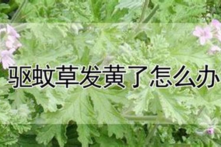 果岭草叶子变黄卷区