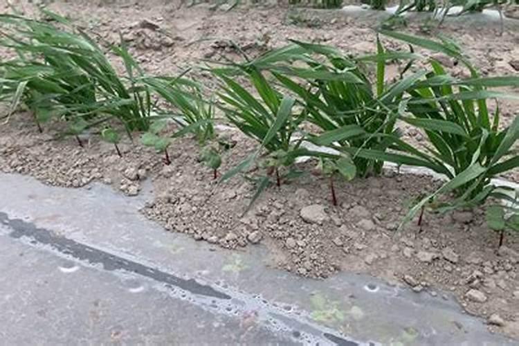 棉花每个生长周期的施肥方案 施肥用一铵还是用二铵