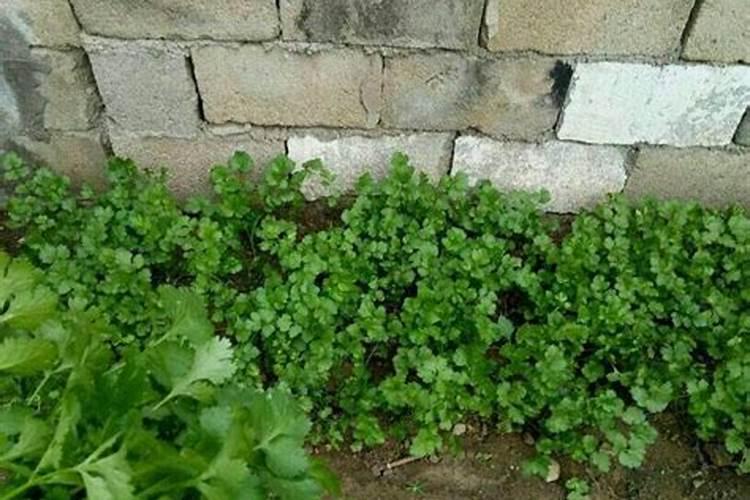 香菜可以用磷酸二氢钾吗