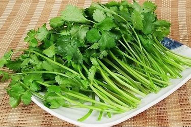 香菜的种植方法和注意事项
