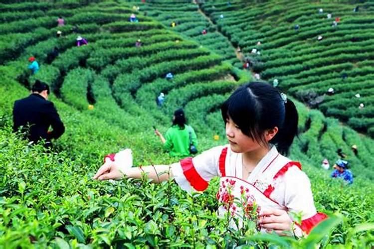 茶叶什么时候施肥最好茶叶施肥要适当