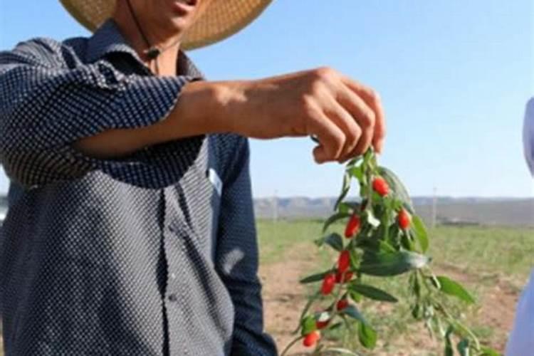 枸杞怎么栽培种植