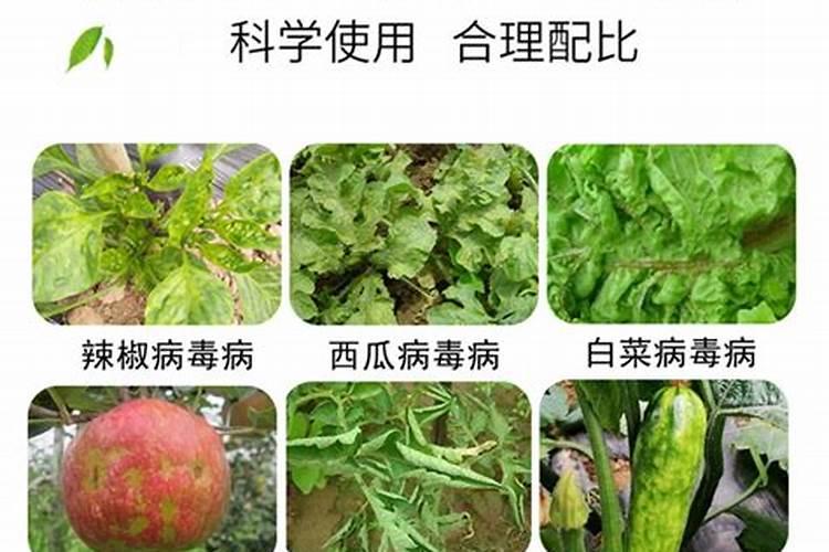 小麦苗叶色异常是什么原因