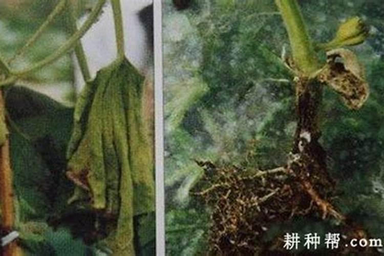 6月份露天适合种植什么蔬菜