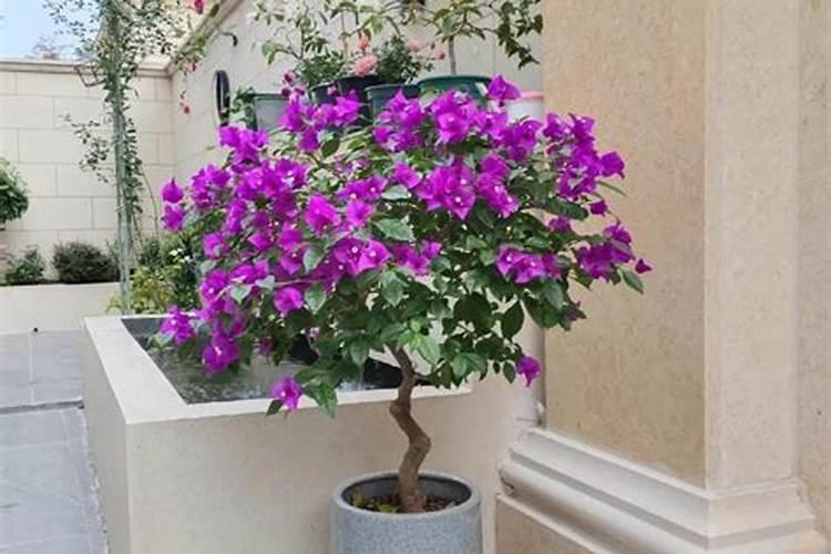 三角梅如何养护叶片花朵很鲜艳