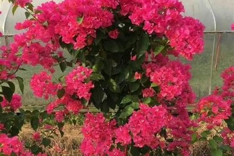 三角梅如何催花 正确的施肥方法