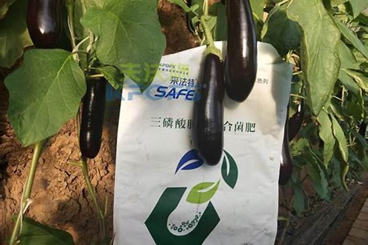 茄子夏季如何追肥腐植酸水溶肥呢？