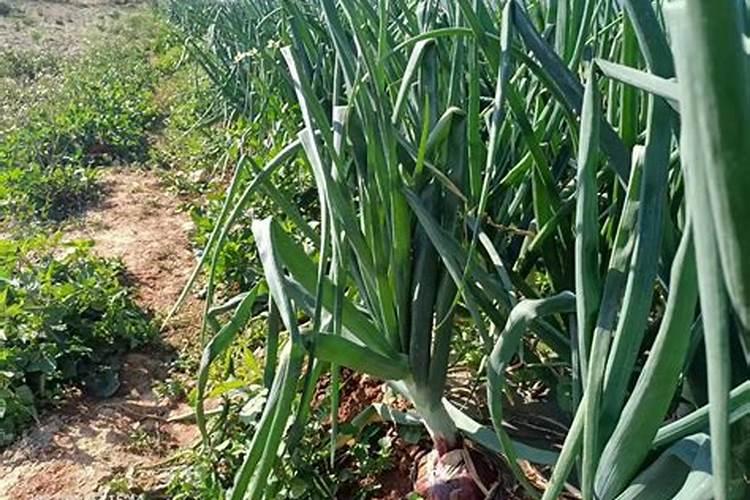尿素怎么给菜施肥 尿素如何给菜施肥