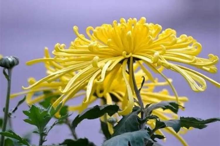 菊花有花蕾时能用磷酸二氢钾喷叶面肥吗