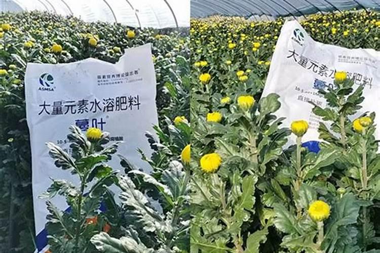 鲜切白菊花施什么肥料
