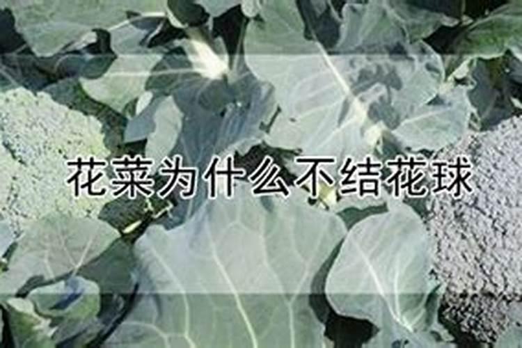 西兰花二次结球管理措施