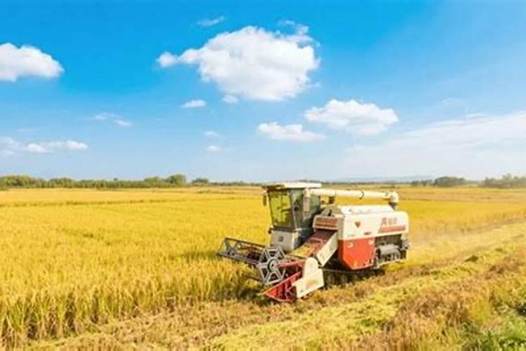 水稻孕穗期打错药,减产没商量