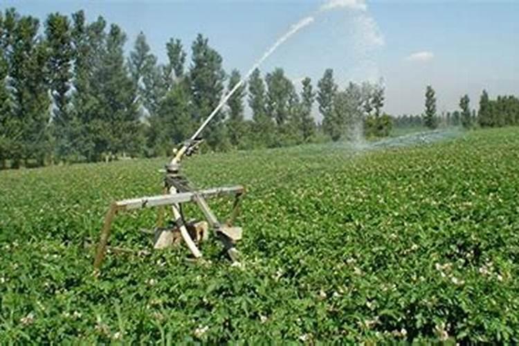 涝压米苗有办法？或用什么肥？