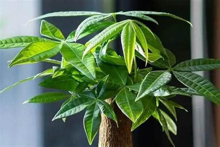 玉米喷了磷酸二氢钾,硼,尿素叶边发黄。是怎么回事？会减产吗？有无...