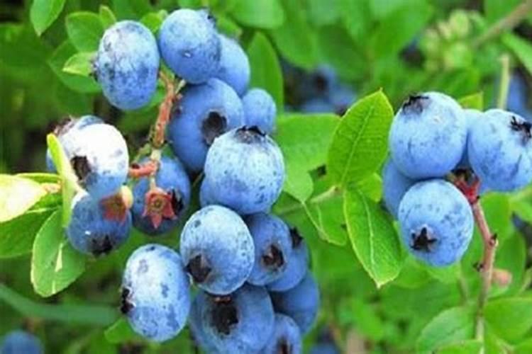 蓝莓用硫酸亚铁的方法 怎么施用效果好