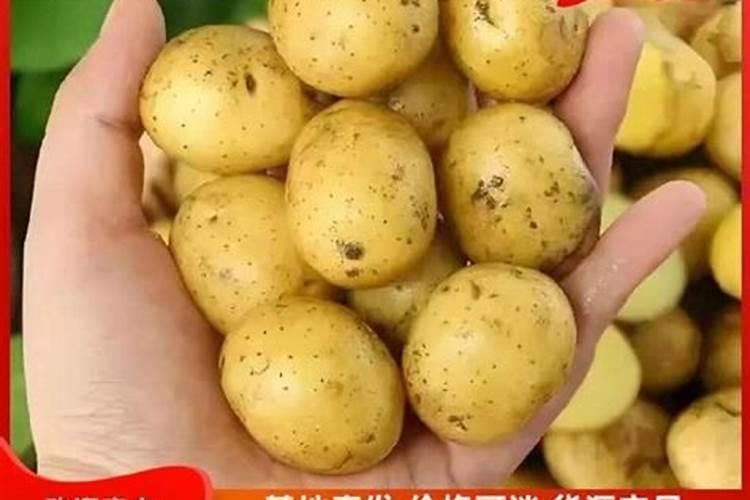 土豆施肥技术要点 马铃薯施肥技术要点
