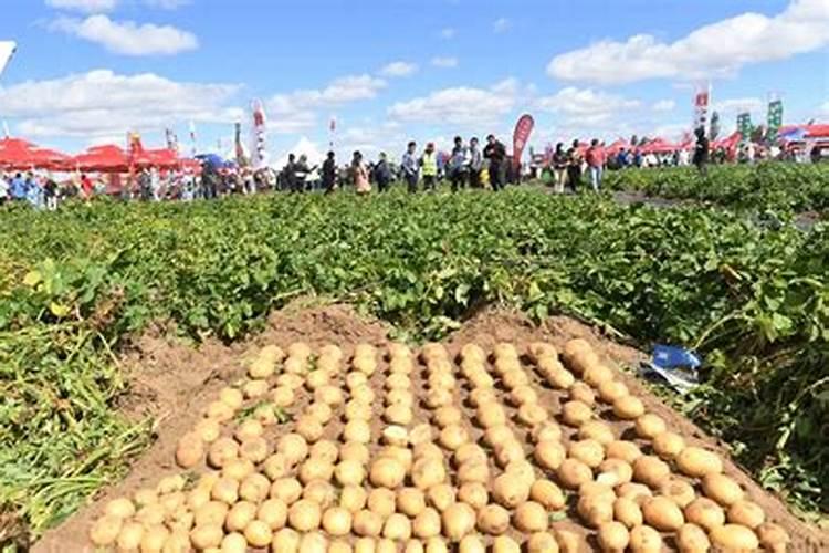 土豆追肥用什么肥料？用了这些肥料土豆养得活才怪