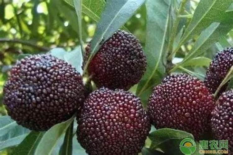 杨梅树用什么肥料最好
