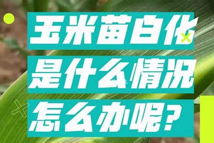 草莓白化果怎么办