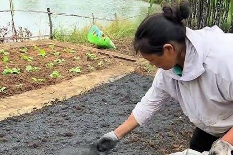 种菜最实用的肥料