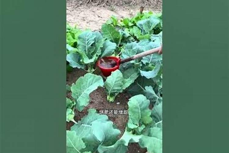 种菜用什么肥料最好
