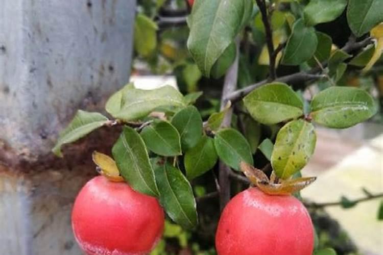 给茄子和番茄苗喷白酒白醋好吗？种白菜喷醋的喷施方法