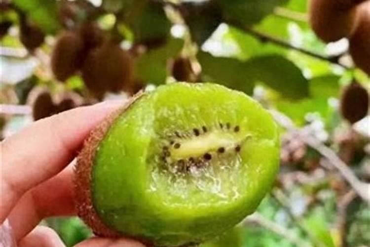 猕猴桃什么时间施叶面肥比较好？怎么施？