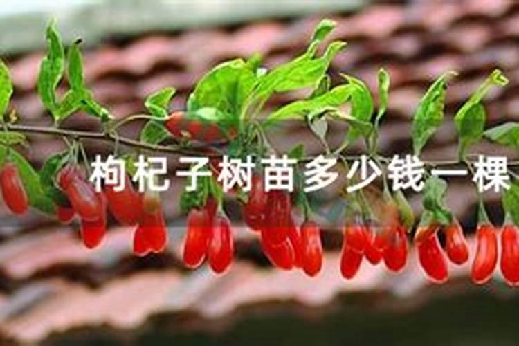 枸杞用什么肥料最好 ？枸杞打什么叶面肥好？枸杞生根用什么肥料好