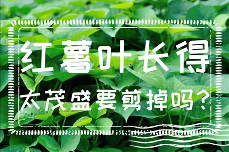 红薯后期如何施肥