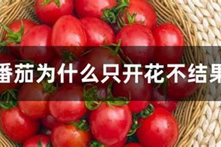 阳台盆栽小番茄怎么养殖 番茄养殖技巧