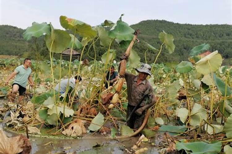 莲藕种植如何施肥 使用什么 肥？