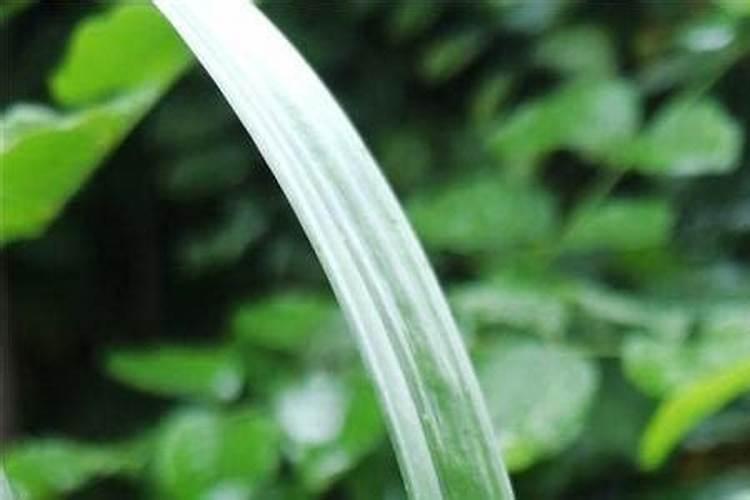 兰花春化的时间和方法