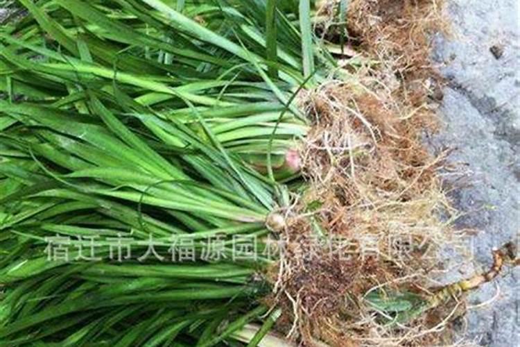 石菖蒲用什么肥料最好
