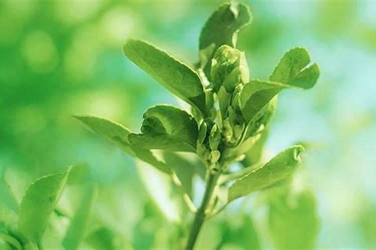 磷肥磷化工主要集中在哪几个省 磷肥中的有效磷如何提取
